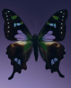 Butterfly photo for Self-C3ntered Blog